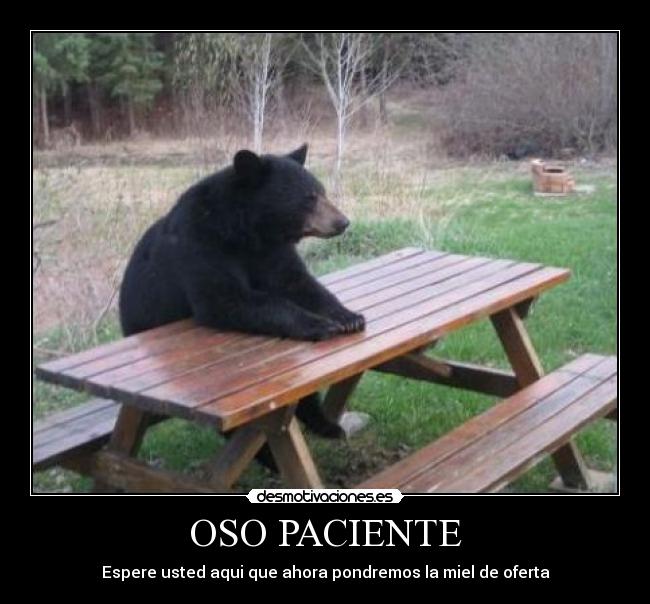 OSO PACIENTE - Espere usted aqui que ahora pondremos la miel de oferta