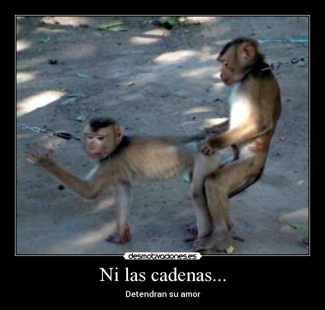 carteles monos follando desmotivaciones