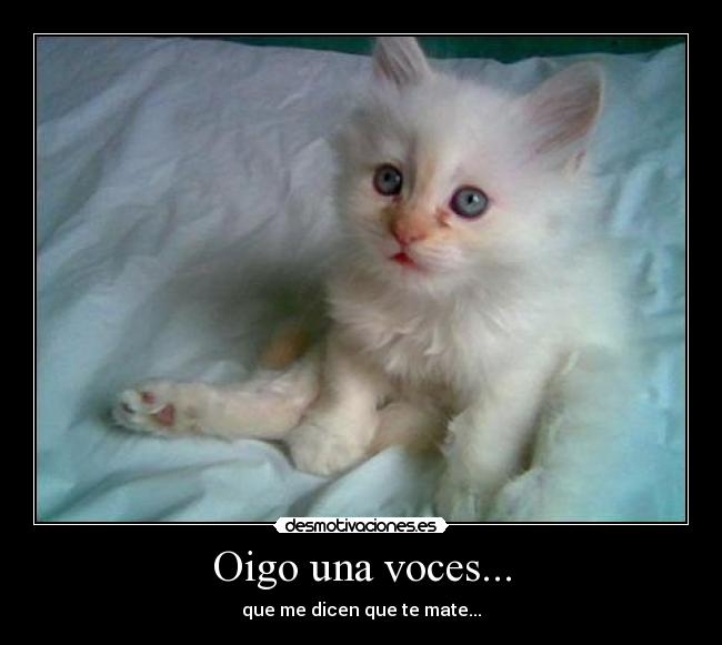Oigo una voces... - que me dicen que te mate...