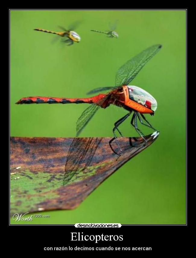 Elicopteros - con razón lo decimos cuando se nos acercan