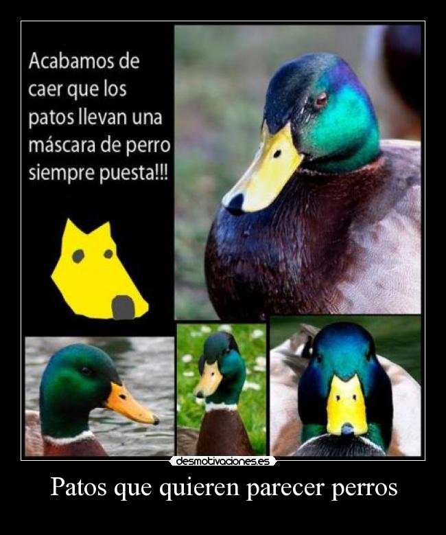 Patos que quieren parecer perros - 