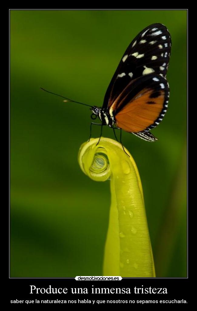 carteles tristeza naturaleza escuchar tristeza zorra implakable desmotivaciones