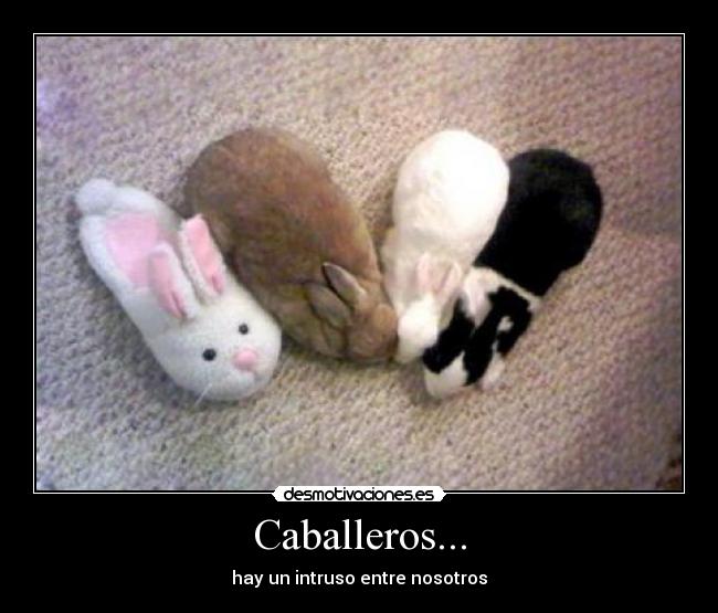 Caballeros... -