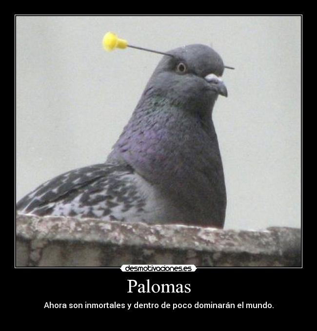 Palomas - Ahora son inmortales y dentro de poco dominarán el mundo.
