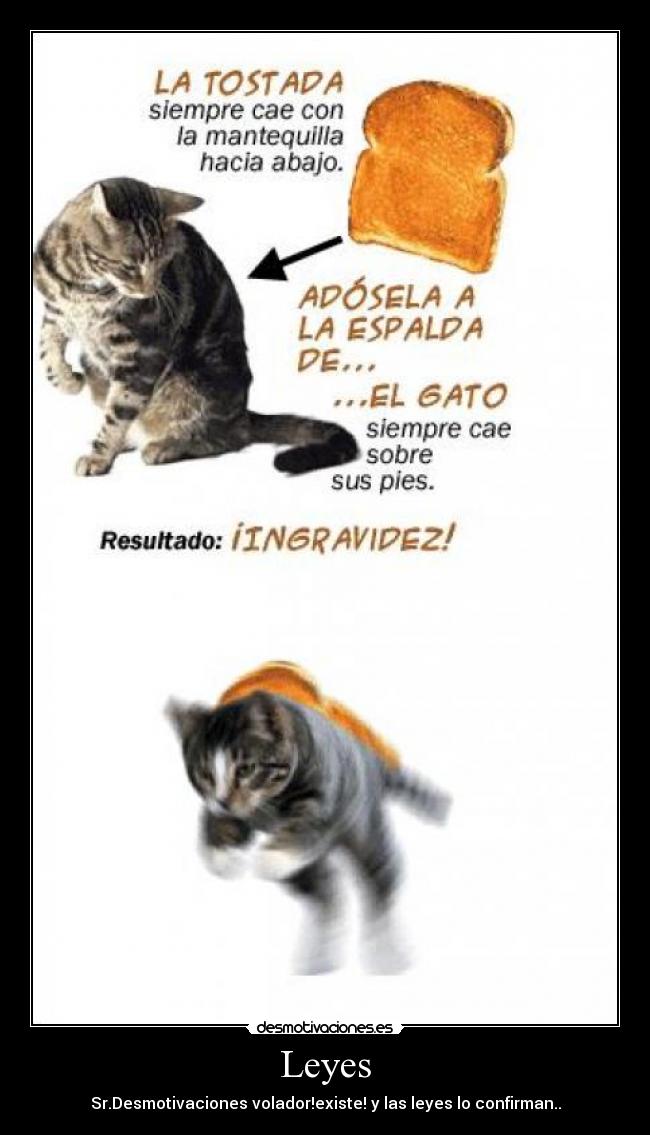 carteles gato desmotivaciones
