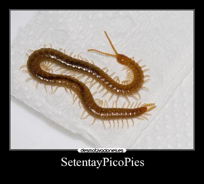 SetentayPicoPies -