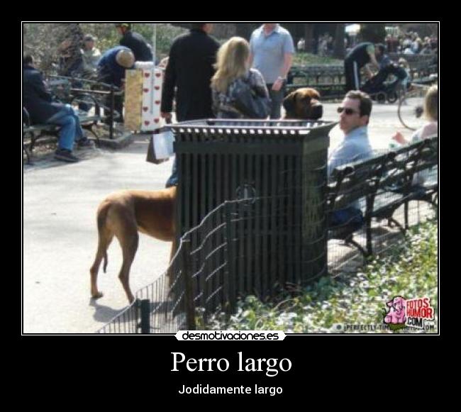 Perro largo - Jodidamente largo