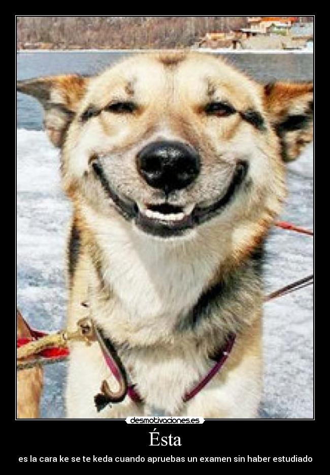 carteles perro desmotivaciones