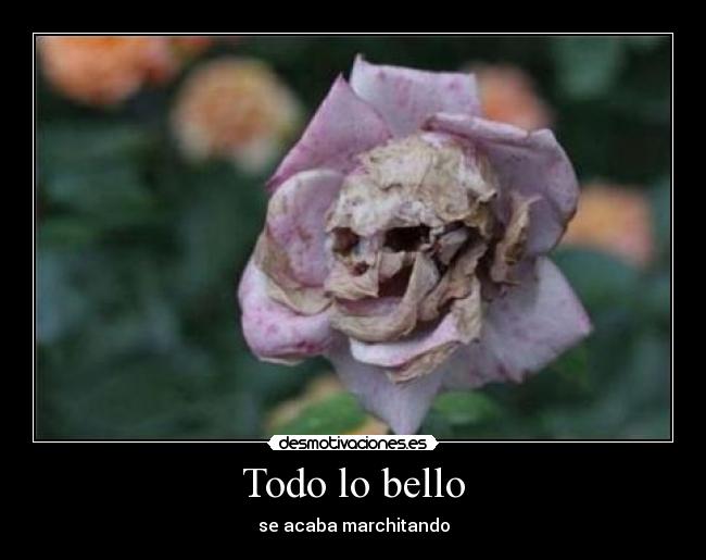 Todo lo bello - 