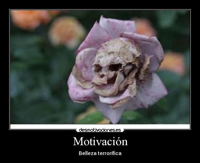 carteles belleza terror desmotivaciones