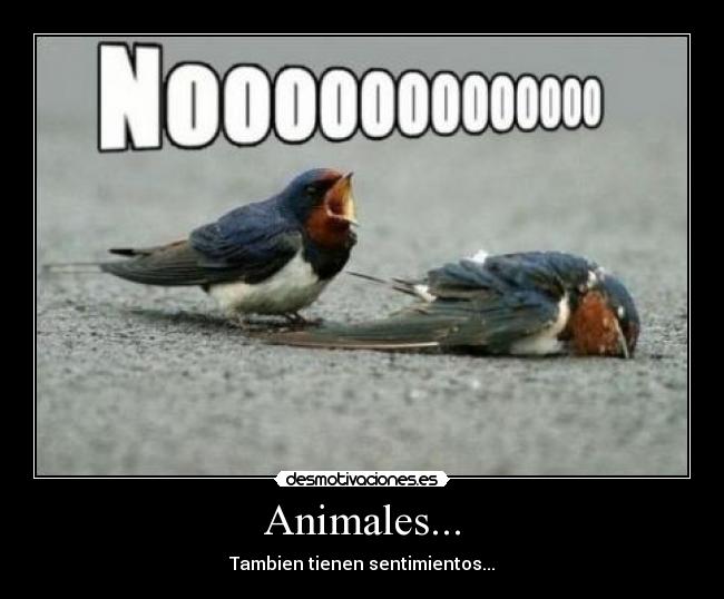 Animales... - 