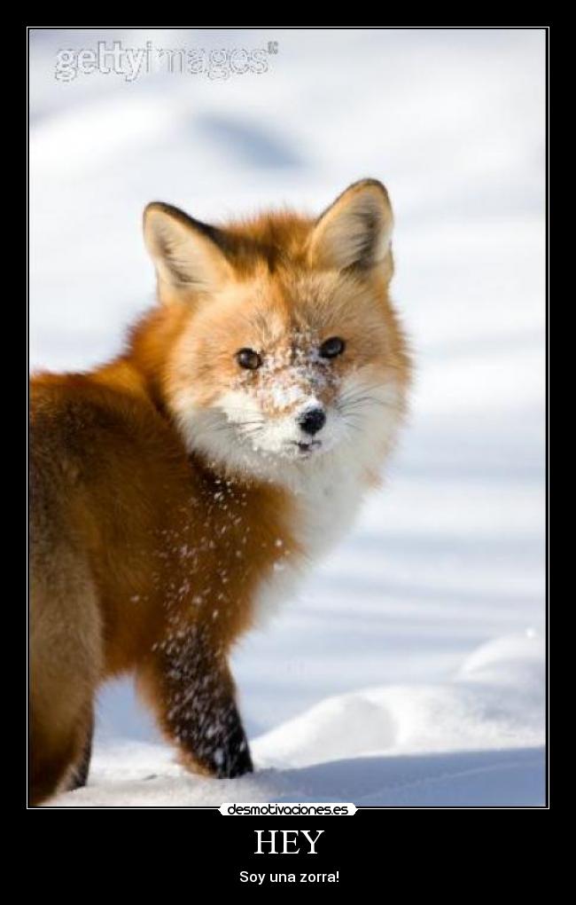 HEY - Soy una zorra!