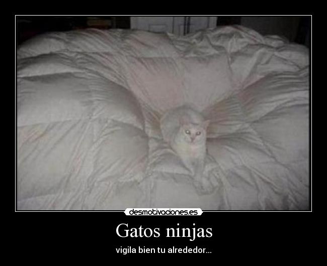 Gatos ninjas - vigila bien tu alrededor...