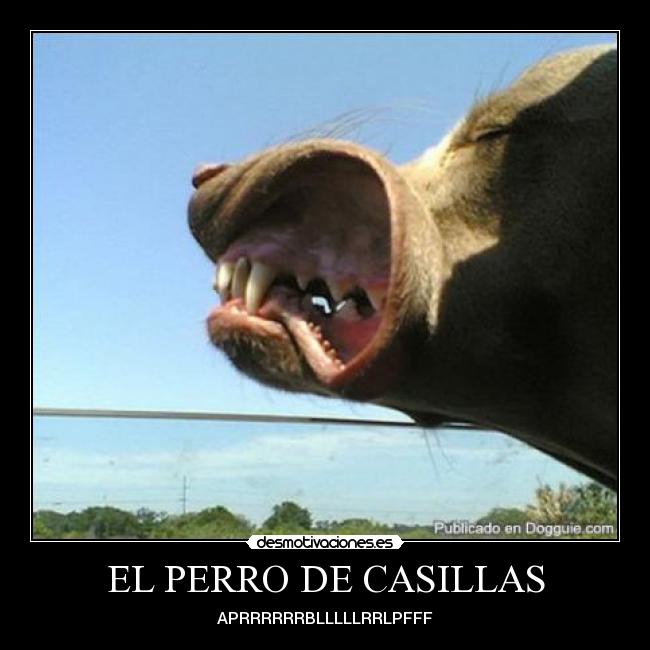 carteles perro casillas desmotivaciones