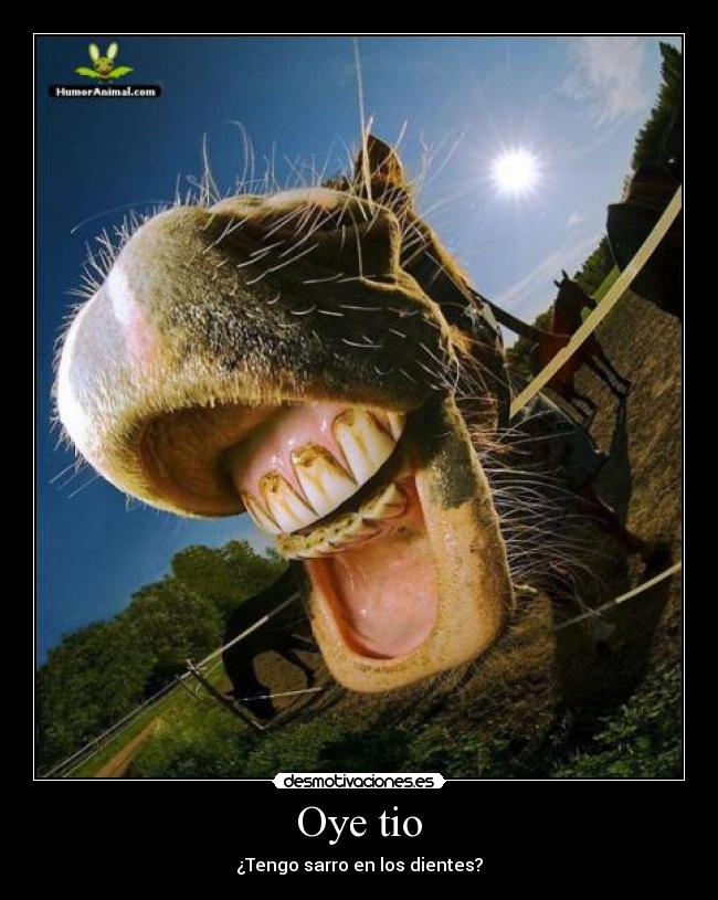 carteles caballo desmotivaciones