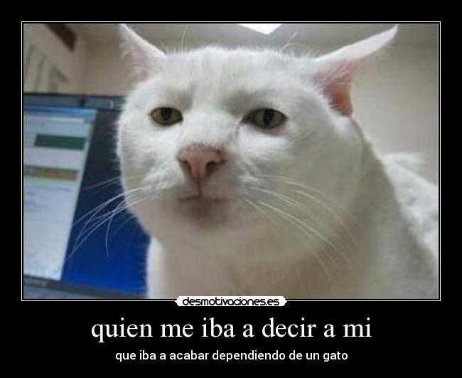 quien me iba a decir a mi - que iba a acabar dependiendo de un gato