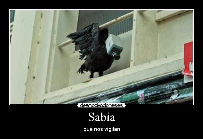 Sabia - que nos vigilan