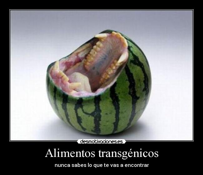 Alimentos transgénicos - 