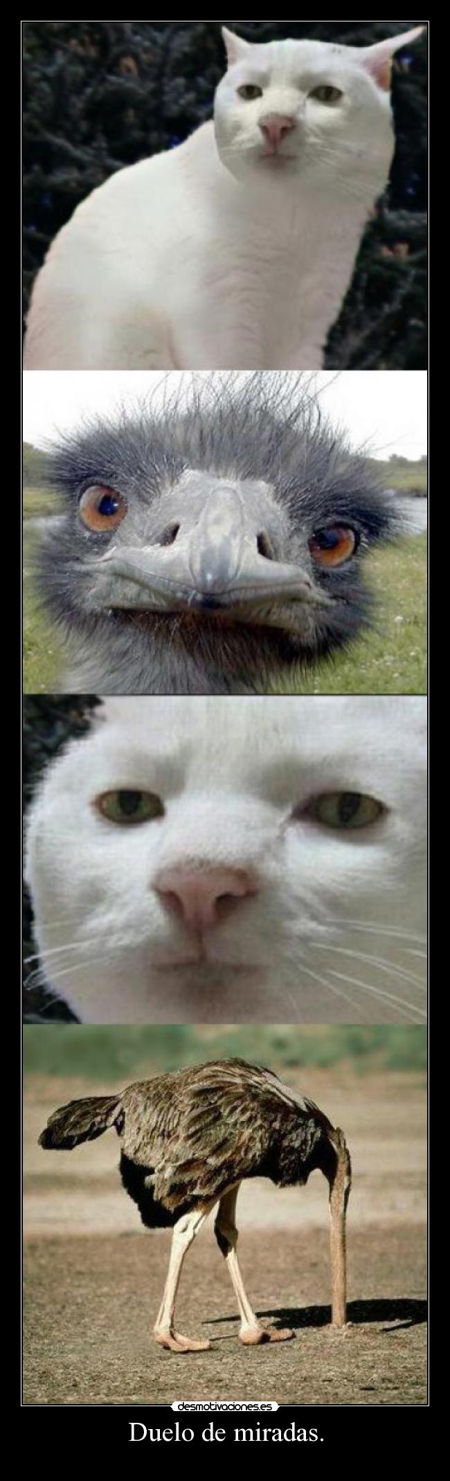 Duelo de miradas. -