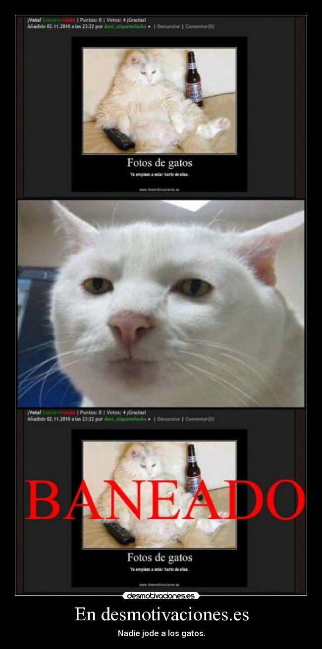 En desmotivaciones.es - Nadie jode a los gatos.