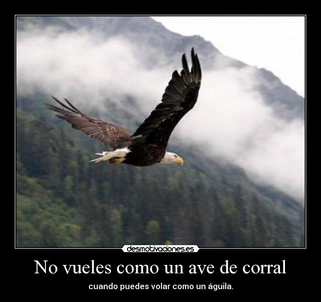 No vueles como un ave de corral - cuando puedes volar como un águila.
