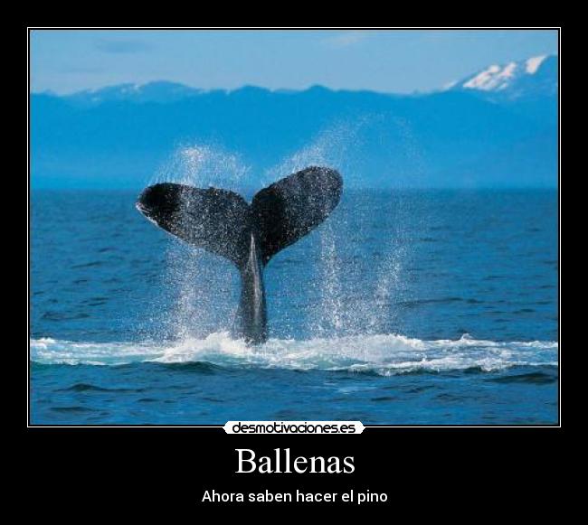 Ballenas - Ahora saben hacer el pino