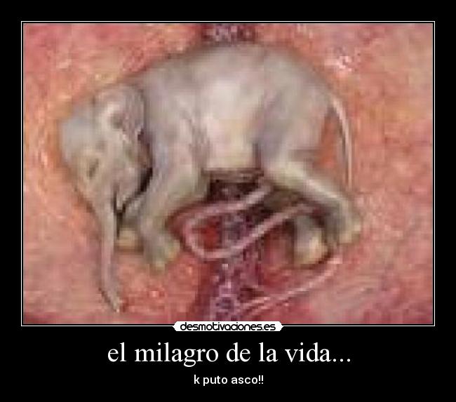 el milagro de la vida... - 
