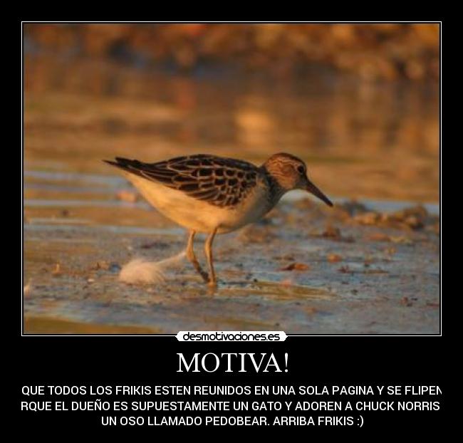 MOTIVA! - QUE TODOS LOS FRIKIS ESTEN REUNIDOS EN UNA SOLA PAGINA Y SE FLIPEN
PORQUE EL DUEÑO ES SUPUESTAMENTE UN GATO Y ADOREN A CHUCK NORRIS Y A
UN OSO LLAMADO PEDOBEAR. ARRIBA FRIKIS :)