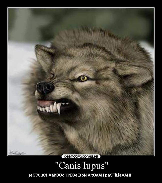 Canis lupus -
