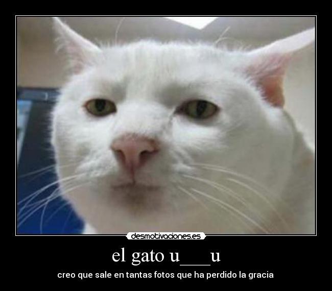 el gato u___u -