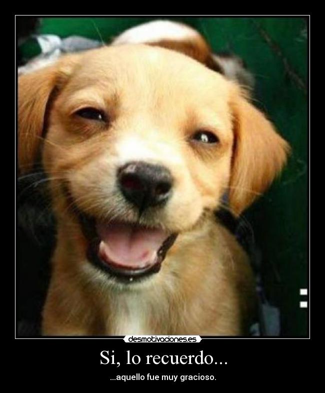 carteles perrito recuerdos gracioso desmotivaciones