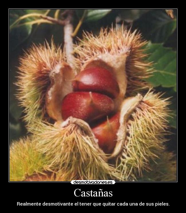 Castañas - 