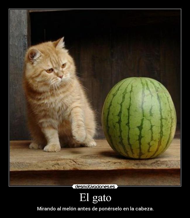 El gato - Mirando al melón antes de ponérselo en la cabeza.