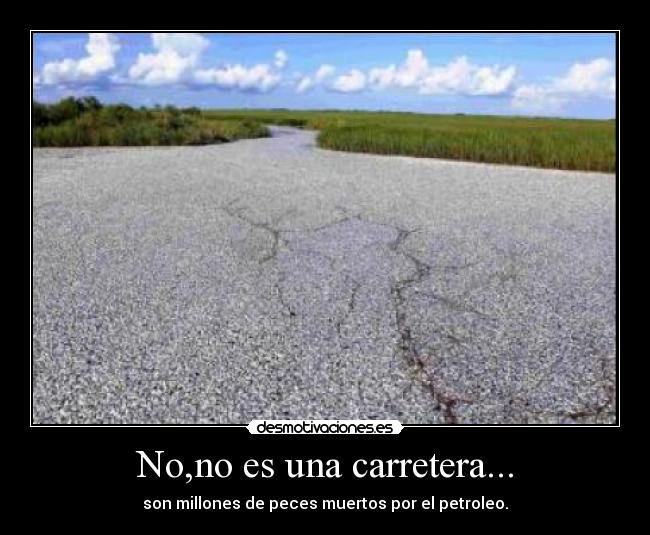 carteles peces desmotivaciones