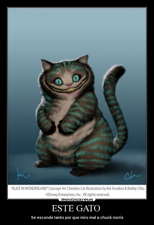ESTE GATO - Se esconde tanto por que miro mal a chuck norris