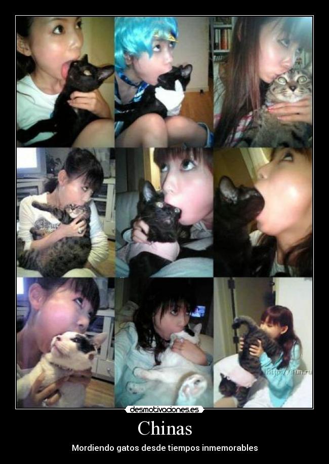 carteles chinas gatos inmemorable desmotivaciones