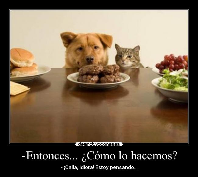 carteles gatos perros animales comida divertido desmotivaciones