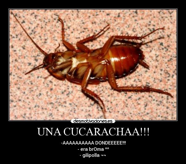 UNA CUCARACHAA!!! - -AAAAAAAAAA DONDEEEEE!!!
- era brOma ^^
- gilipolla ¬¬