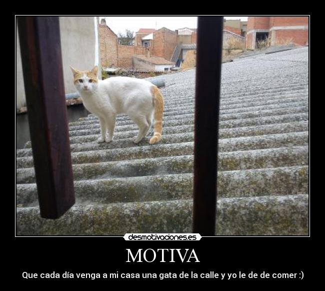 MOTIVA - Que cada día venga a mi casa una gata de la calle y yo le de de comer :)