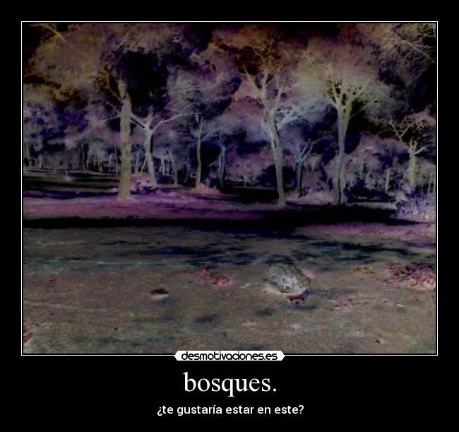 bosques. - ¿te gustaría estar en este?