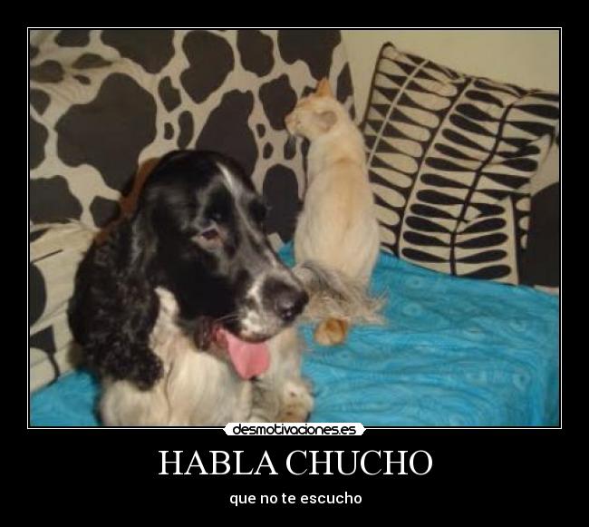 HABLA CHUCHO - que no te escucho