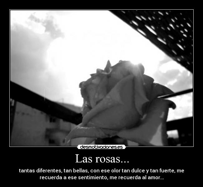 Las rosas... - tantas diferentes, tan bellas, con ese olor tan dulce y tan fuerte, me
recuerda a ese sentimiento, me recuerda al amor...