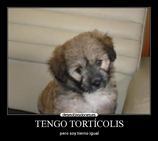 TENGO TORTÍCOLIS - pero soy tierno igual