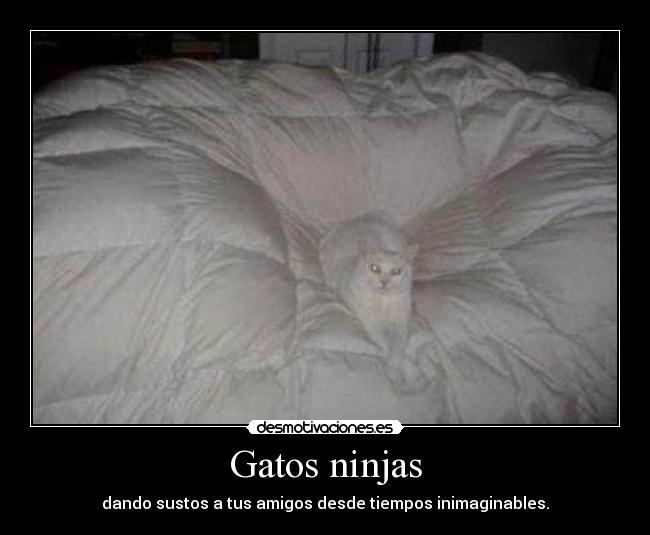 Gatos ninjas - dando sustos a tus amigos desde tiempos inimaginables.