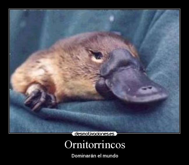 Ornitorrincos - 