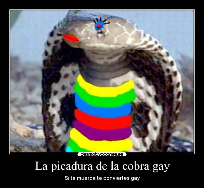 La picadura de la cobra gay -
