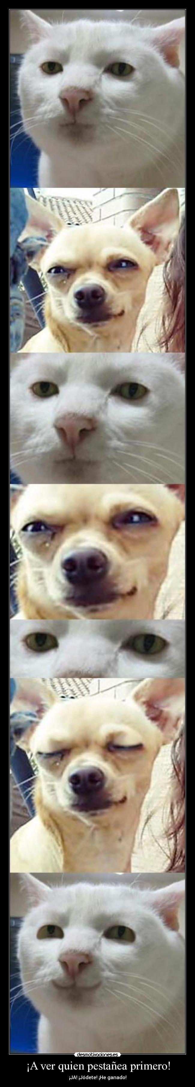 ¡A ver quien pestañea primero! - 