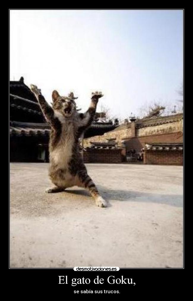carteles gatosgoku desmotivaciones docanni desmotivaciones