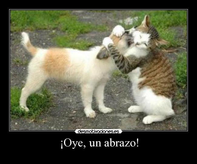 carteles abrazo gato perro desmotivaciones