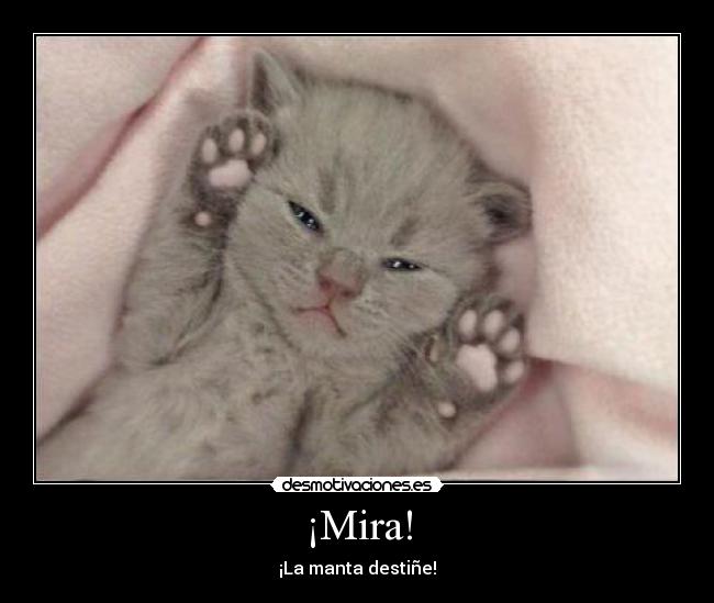 carteles manta rosa gato desmotivaciones